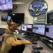 【画像】これが本当の警察犬の（大変な）お仕事だ！？