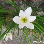 ときめき老テニス