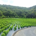 志摩市観光農園　コキア