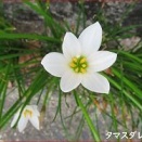 ボレーの背屈はほんの少しでよい