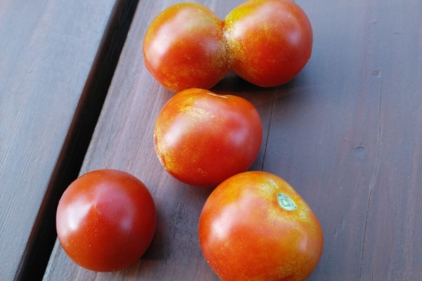 都心から郊外へ8 ミニトマト