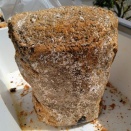 自作カワラ材2026／発菌が弱い材と産卵棒の途中経過