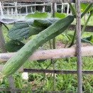 きゅうり🥒　2026