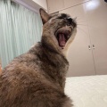 超箱入り娘と知り合い、ピュアな恋愛をして結婚寸前までこぎつけた。映画になるほどの純情恋愛だったが、ある日のデート中、菅原文太そっくりの強面のおっさんに話しかけられ・・・