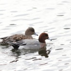 シニアの鳥撮り・素人日記