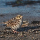 サバンナシトドの食事 Savannah Sparrow