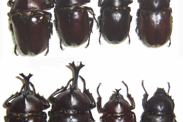 今日の昆虫 - 2017年11月