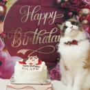 ルルちん11歳になりました(*´ω｀*)下僕は11年たってもポンコツでした(；´∀｀)