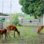 NPO犬猫みなしご救援隊・代表ブログ・みなしご庵へようこそ