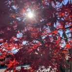 大聖歡喜天宗　夜郎自大院　北斗法蓮