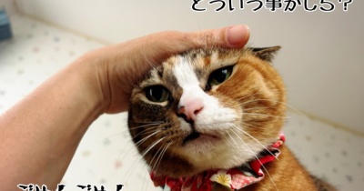 眠気に勝てなかった。