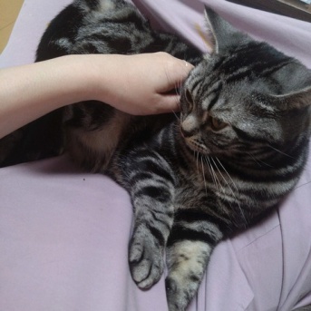 実物のﾈｺﾁｬﾝたちセカンド205