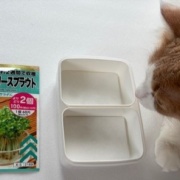 ダイソーで買った50円の種と330円のお人形