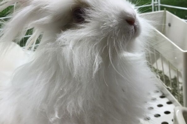 小動物専門店nature S ペッツワンカインズ福岡新宮店