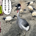 えるポピ・ハッピーオタクライフ