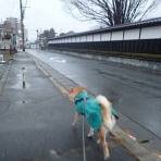 柴わんこと暮らす日々