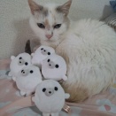 実物のﾈｺﾁｬﾝたちセカンド260