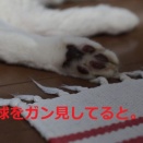 ガン見