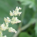 いわゆる雑草だが…何の花？？？