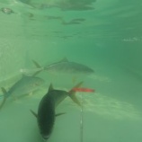 『【佐渡】　＜寒ぶりレース＞』の画像