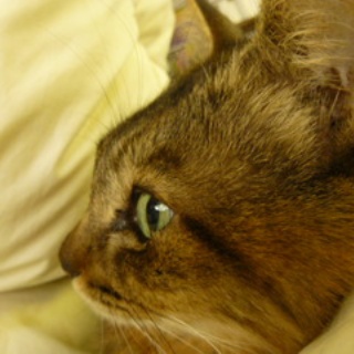 風の動物病院のブログ