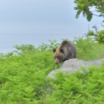 クマを絶滅させるとどんな弊害がある？