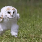 流行語大賞に『エッホエッホ』が受賞→まさかのあの人が表彰されてネット民ブチギレ炎上