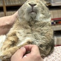 新規保護うさぎの紹介　縁側組