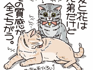 兄弟だけど全く違う