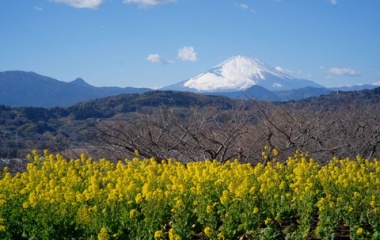 『吾妻山公園からの富士山と菜の花　2025/01/31』の画像