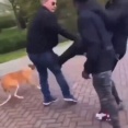 【動画】移民黒人、大笑いしながら意味もなく犬の散歩中のヨーロッパの老人を蹴り倒す