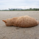 にゃめ