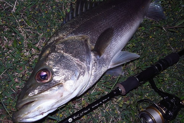 SAKURA LURE DIVISION 釣行記 - C3+ W.o.r.C 9'7