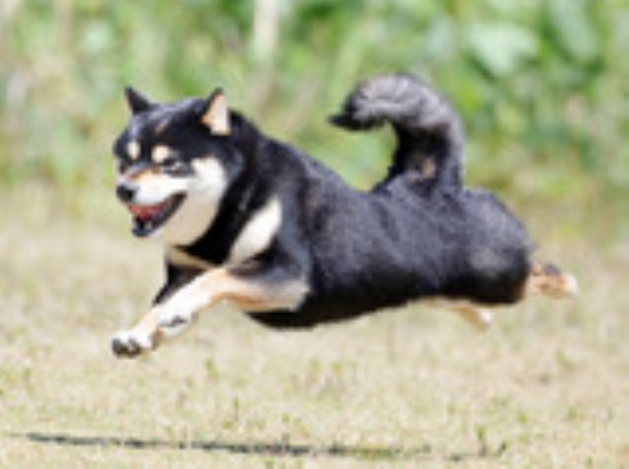 5-19-1　川原　道三（どうざ）くん  1歳8か月　南あわじドッグラン・飛行犬撮影所にて