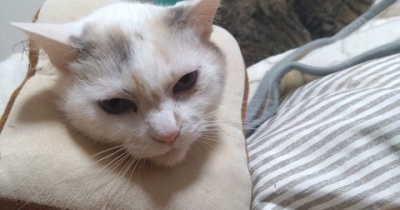 実物のﾈｺﾁｬﾝたちセカンド89