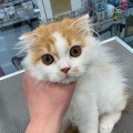スコティッシュ【お店の子】　爪切り耳掃除　黒岩