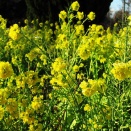 強風の知多半島で430FM＆7SSB／愛知県武豊町移動