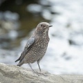 2026年9月3日の野鳥公園