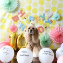 どかーんと！あんじゅ🎂９月８日は誕生祭ダス！