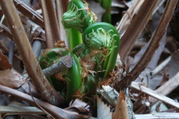 食用シダ植物 ３種 当尾 とうの からの風の便り