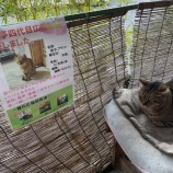 『看板ニャン❤️』の画像