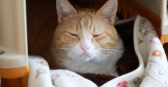 裏返す猫。