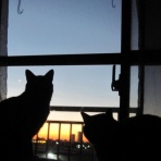 黒トラにゃんこ　我が名はニボシ