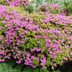 東京都庁水泳部公式ブログ