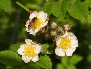 ノイバラの花の上