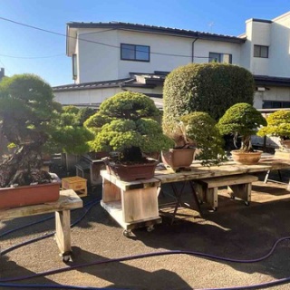 雨竹 盆栽 水石 便り