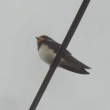 今朝の野鳥　ツバメ