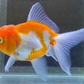 🐟金魚・メダカ入舎情報‼️