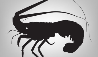 【画像】「ツートンカラー」のロブスターが捕獲されるwwwwwww