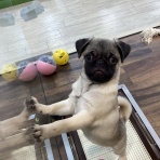 ペットショップワンラブ フレスポ御所野店のスタッフブログ